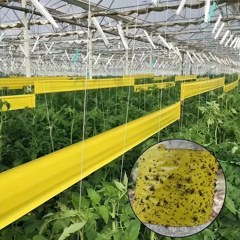 Roll Double-sided Sticky Insect Barrier